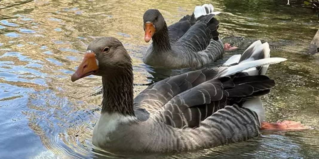 İsteyen pikniğini yapıyor isteyen yürüyüşünü! Doğal güzelliği büyülüyor: Giden gitmeyene öve öve bitiremiyor 5